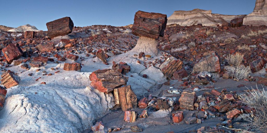 Visit the Petrified Forest - Things to do near Meteor Crater