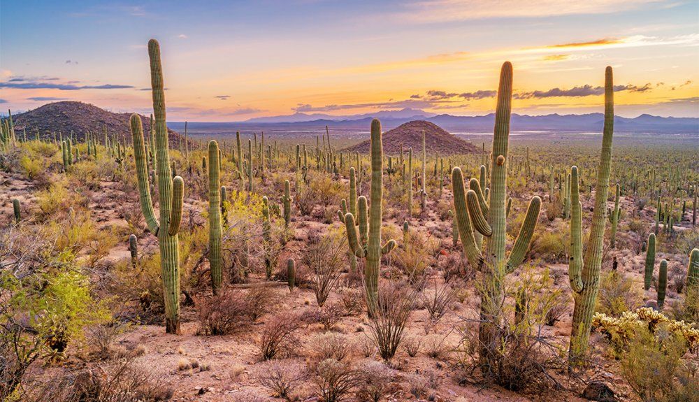 Saguaro National Park Scenic Drives
